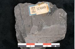 Foto (Detailansicht) von Asterocarpus meriani Brongniart (NHMW-GEO-2024-0188-10609)